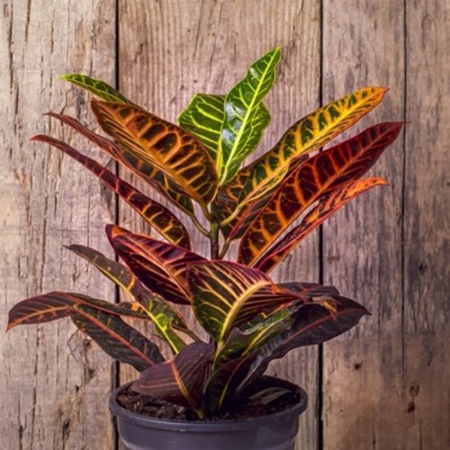 Codiaeum variegatum Petra