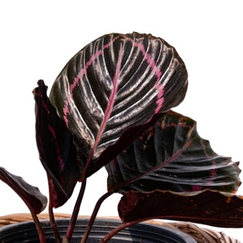 Calathea roseopicta Black Lipstick