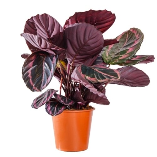 Calathea roseopicta Black Lipstick 5