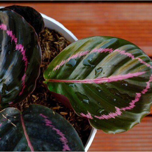 Calathea roseopicta Black Lipstick 6