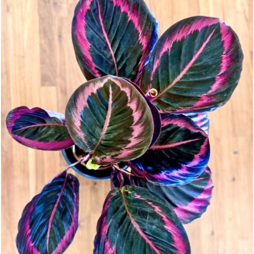 Calathea roseopicta Black Lipstick