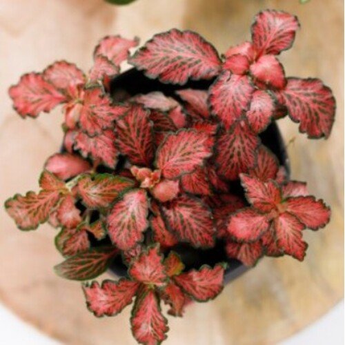 Fittonia Red Star