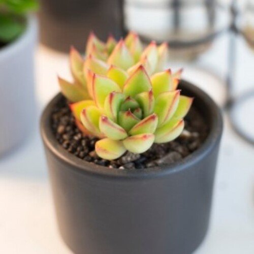 Echeveria agavoides