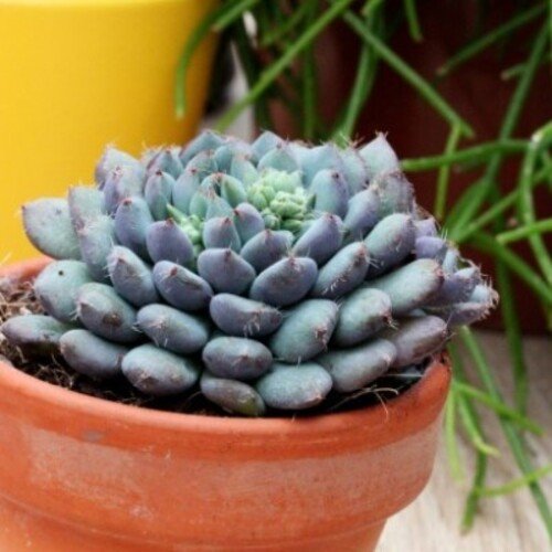 Echeveria setosa rundelli