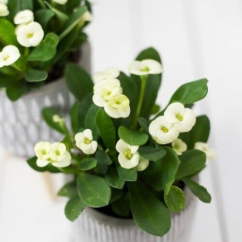 Euphorbia milii White