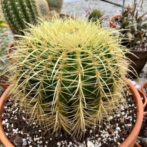 Echinocactus grusonii