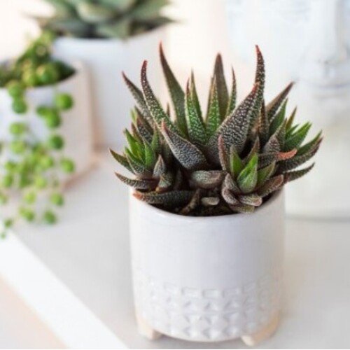 Haworthia fasciata Concolor