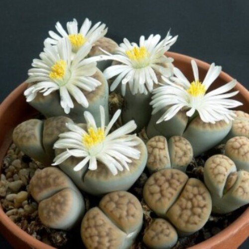 Lithops