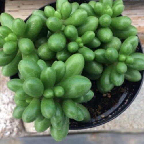 Sedum hernandezii