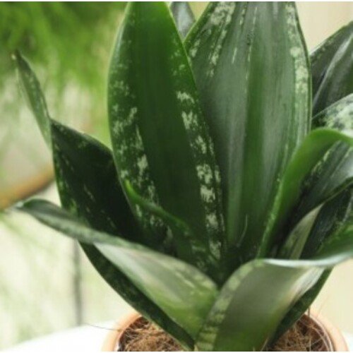 Sansevieria trifasciata Hahnii Loops Pride