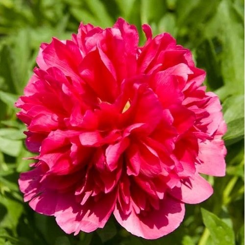 Bijūnas Many Happy Returns