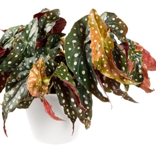 Begonia maculata