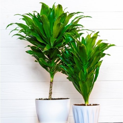 Dracaena fragrans Compacta