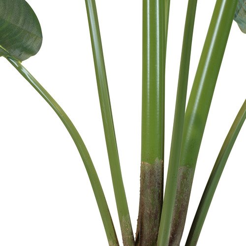 Dirbtinis Strelitzia augalas, 160 cm.