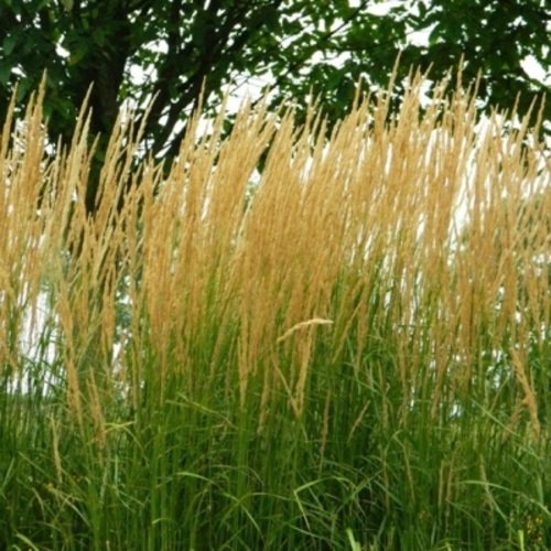 Lendrūnas smailiažiedis Karl Foerster