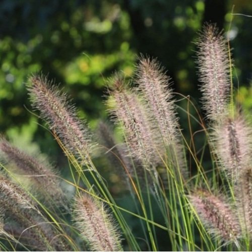 Soruolė pašiaušėlinė Compressum