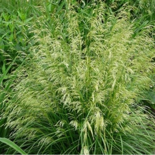 Šluotsmilgė kupstinė Palava