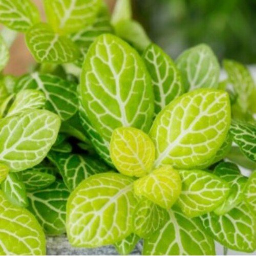 Fittonia Lemon