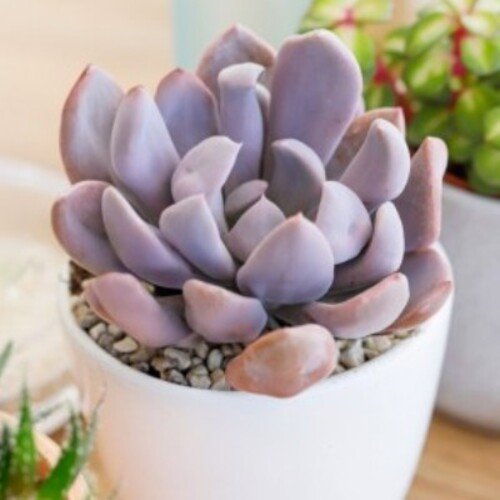 Graptoveria Topsy Debbie