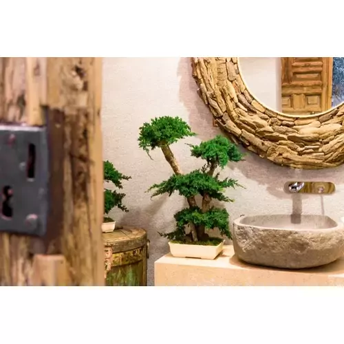 Stabilizuotas bonsai Procumbens, 70 cm. 1