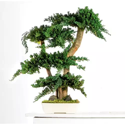 Stabilizuotas bonsai Procumbens, 70 cm.