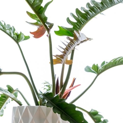 Philodendron Narrow Escape