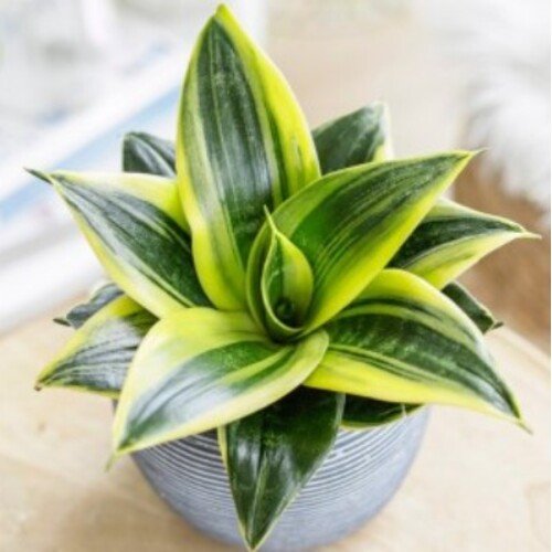Sansevieria Flaming Star