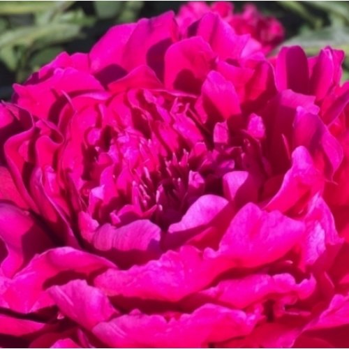 Bijūnas Avis Varner