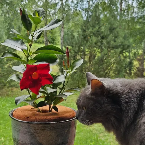 Korėto molio dangtis 2