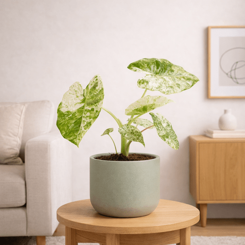 Alocasia Macrorrhiza Splash