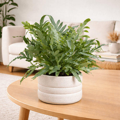 Phlebodium Aureum Blue Star