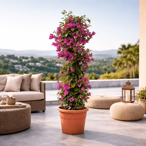 Bougainvillea Pyramid, 80 cm