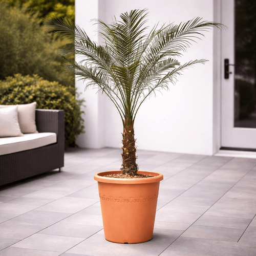 Phoenix Roebelenii, 150 cm