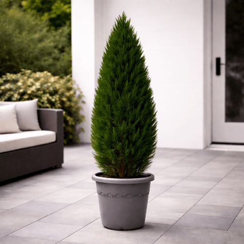 Cupressus Sempervirens Totem, 100 cm