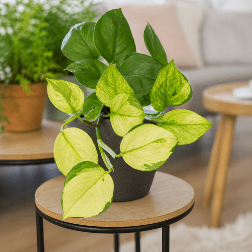 Epipremnum aureum Manjula Golden