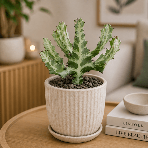 Euphorbia lactea Cristata
