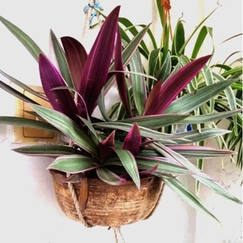 Tradescantia spathacea Sitara