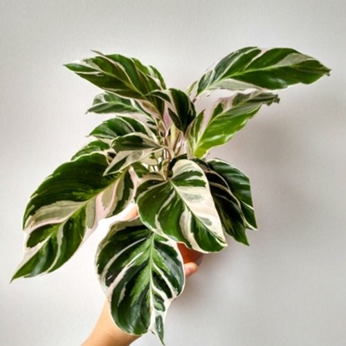 Calathea Fusion White