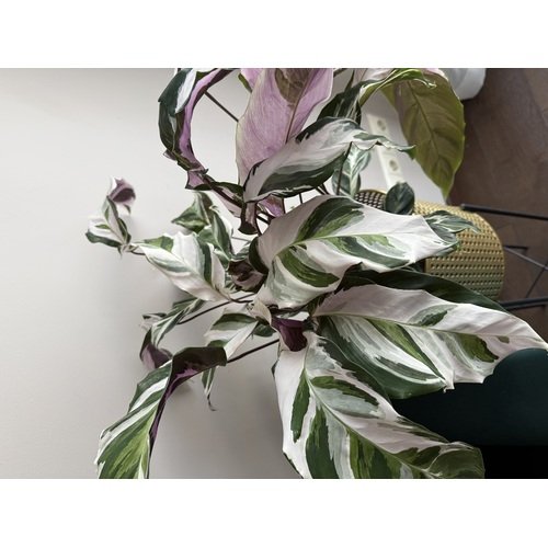 Calathea Fusion White 4
