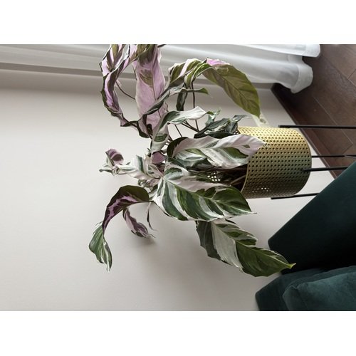 Calathea Fusion White 5