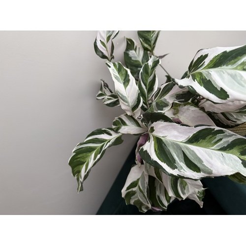 Calathea Fusion White 3