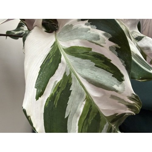Calathea Fusion White 2