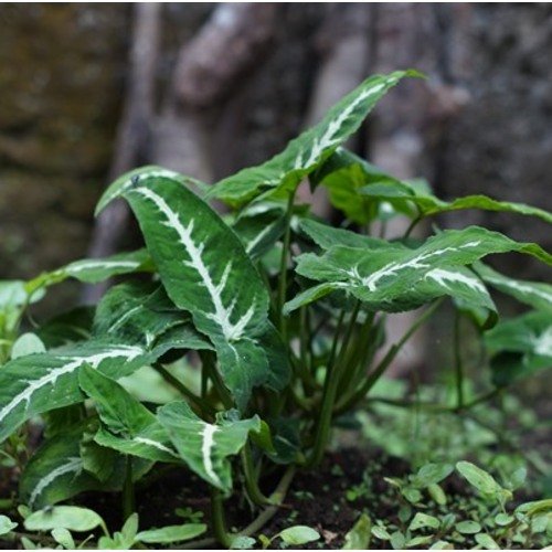 Syngonium wendlandii 