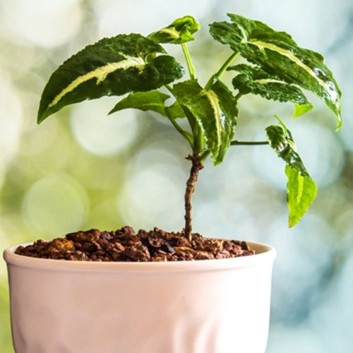 Syngonium wendlandii 