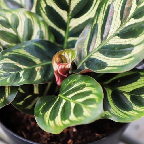 Calathea makoyana