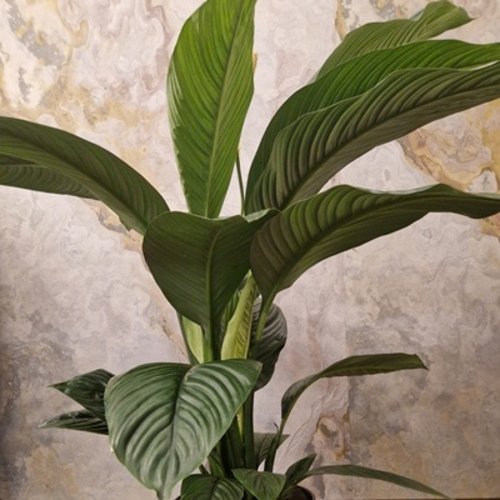 Spathiphyllum wallisii Sensation