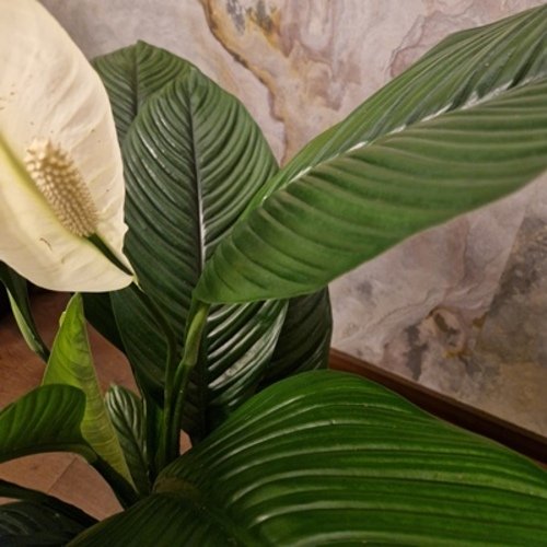 Spathiphyllum wallisii Sensation