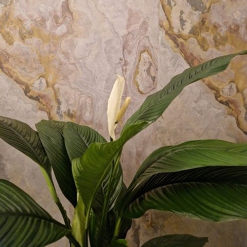 Spathiphyllum wallisii Sensation