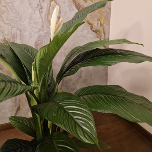 Spathiphyllum wallisii Sensation