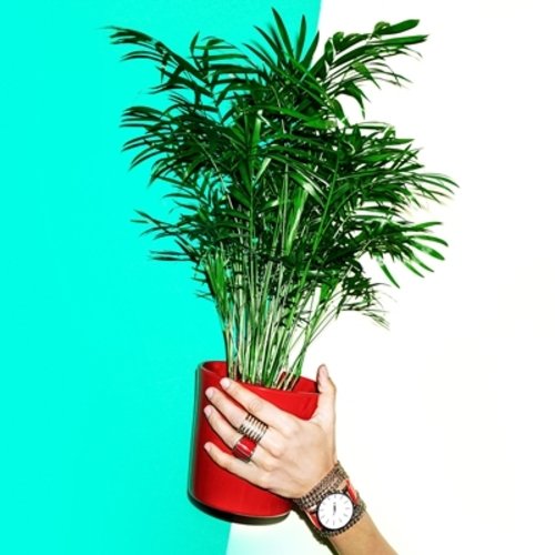 Chamaedorea elegans 7